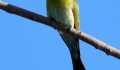 Kui Parks Trinity Islands Holiday Park, Rainbow Bee Eater