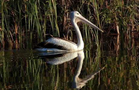 Kui Parks Trinity Islands Holiday Park, Pelican