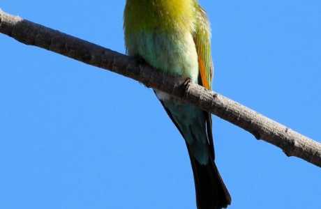 Kui Parks Trinity Islands Holiday Park, Rainbow Bee Eater