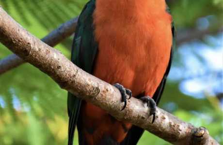 Kui Parks, Mount Larcom Tourist Park, Birdlife