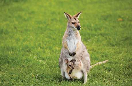 Kui Parks Trinity Islands Holiday Park Kangaroos