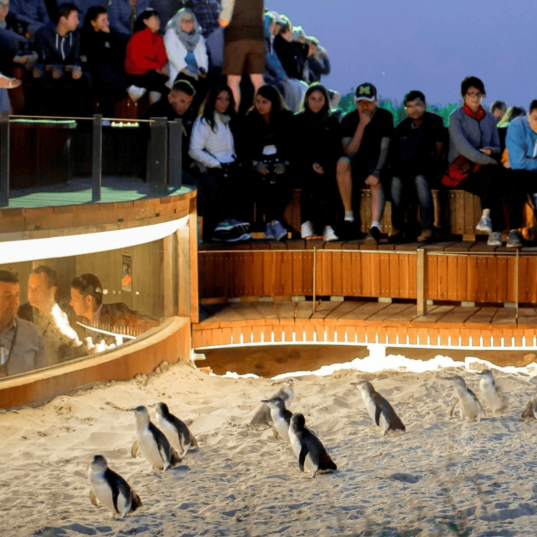 Penguin Parade