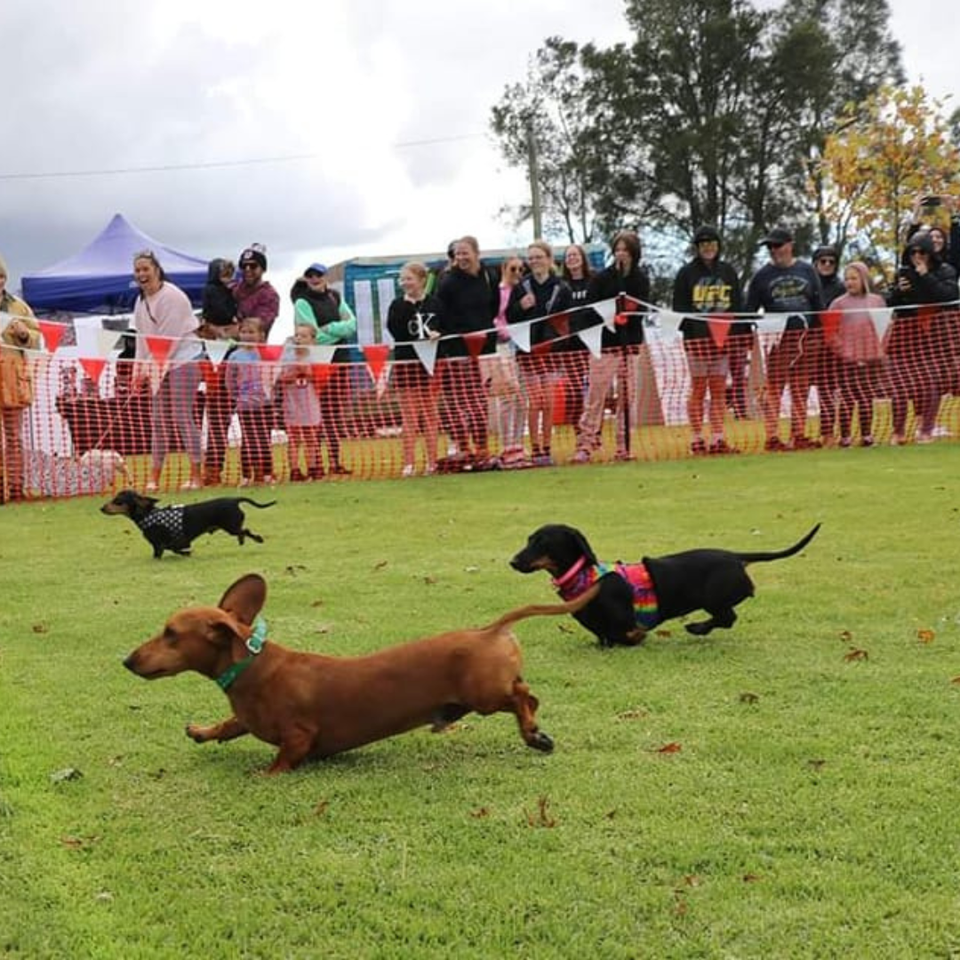 day of the dackel dachshund races edenhope lakeside caravan park kui parks running