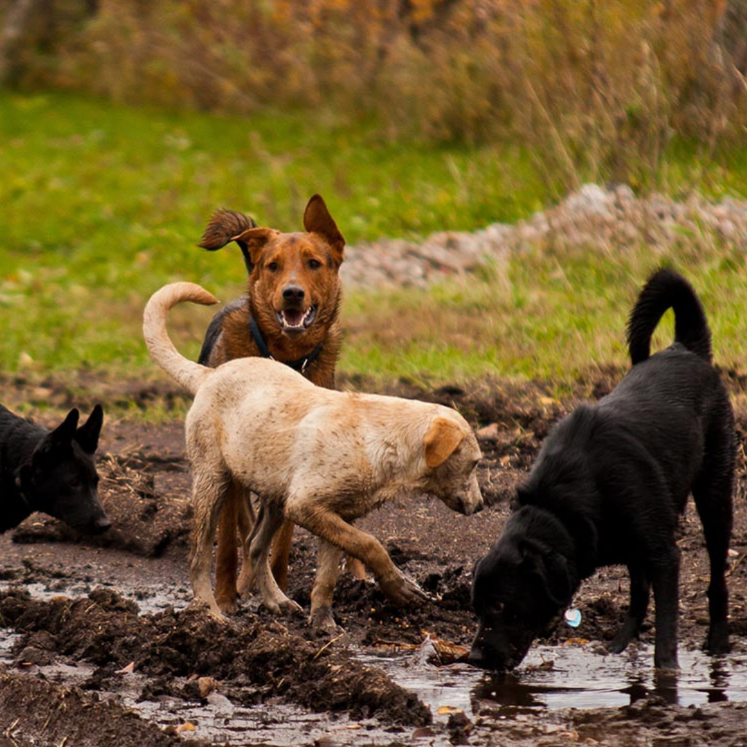 Adventure Dog Lilydale Pine Hill Caravan Park Kui Parks Dog Race