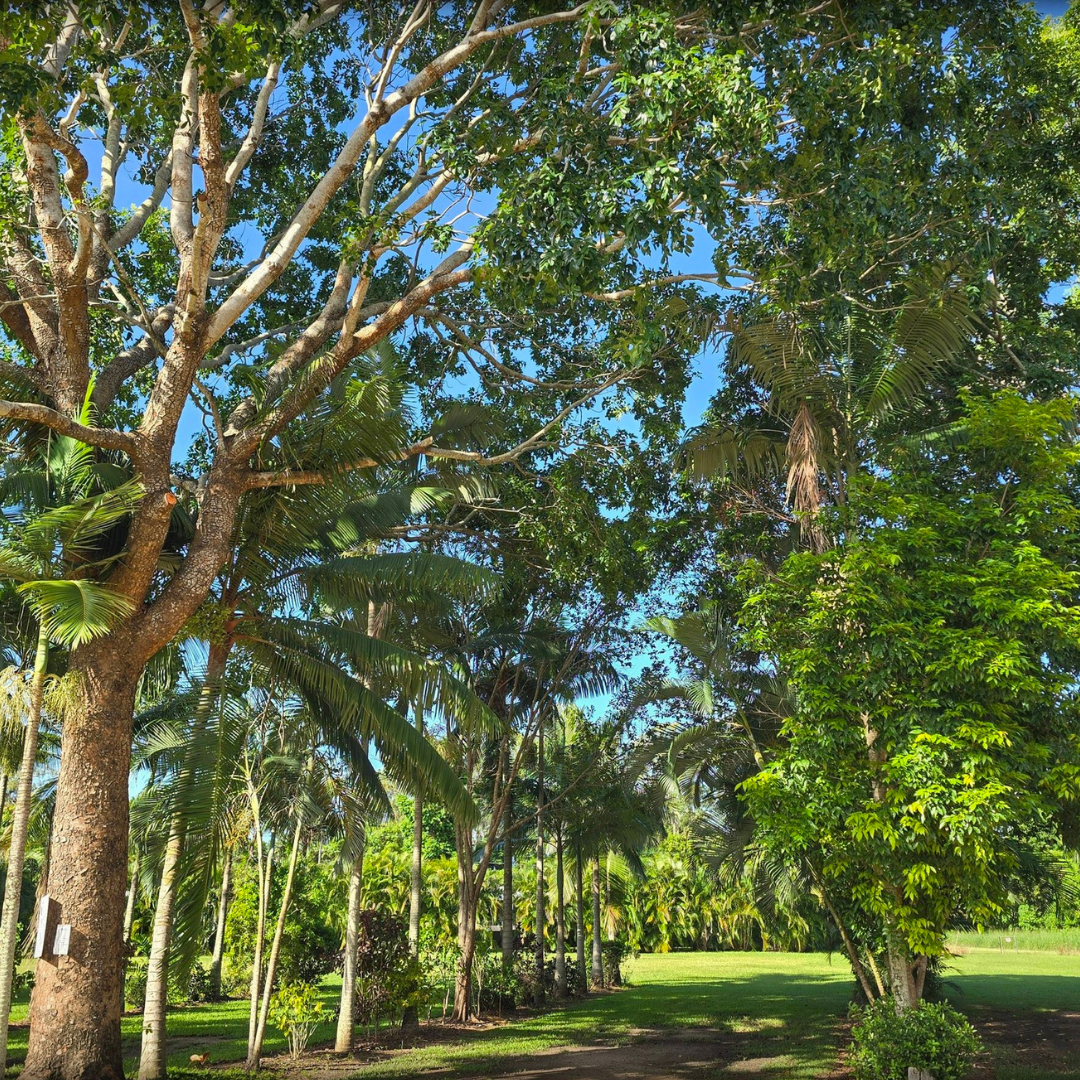 Crystal creek caravan park kui parks lush surroundings