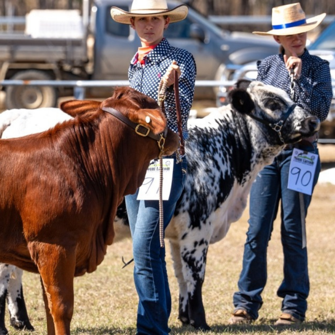 mount larcom tourist park kui parks cattle