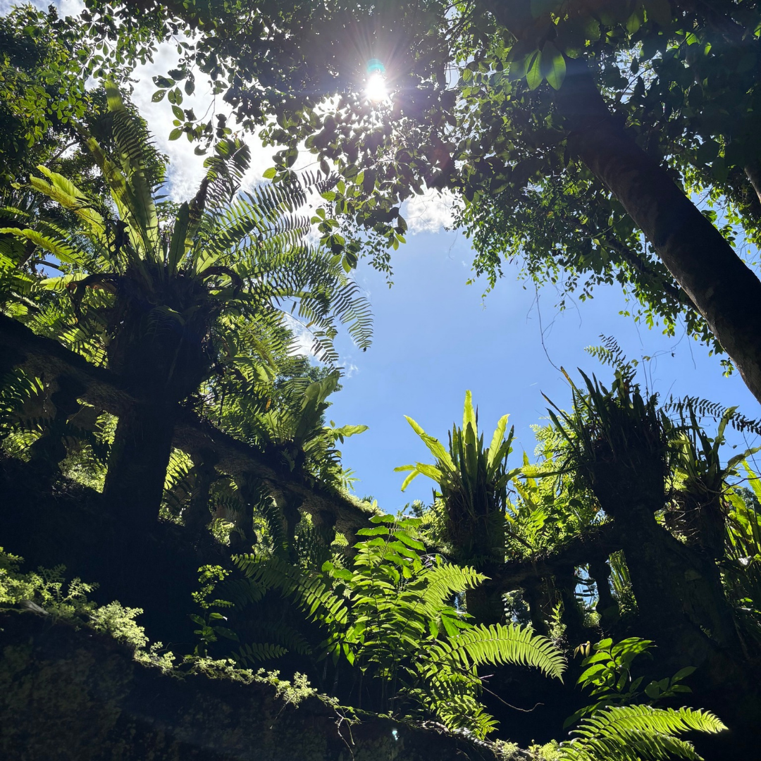 mission beach trees 