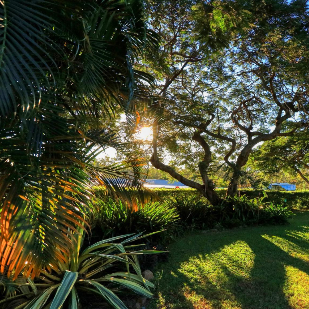 mount larcom tourist park kui parks gardens