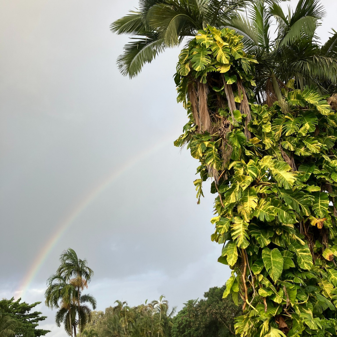 trees and rainbow