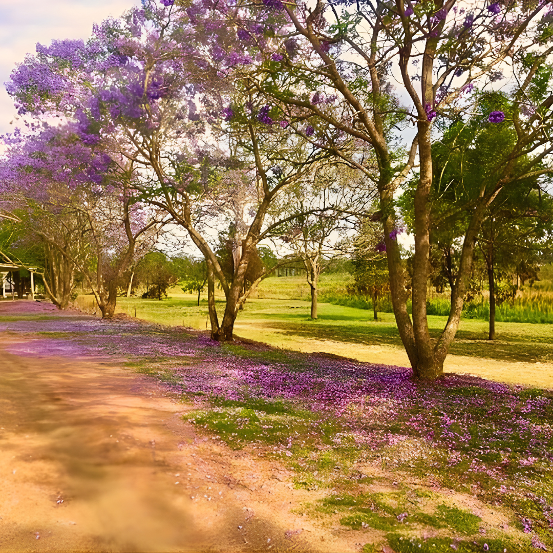 North Burnett Monto Caravan and Cabin Park Kui Parks Pretty Trees