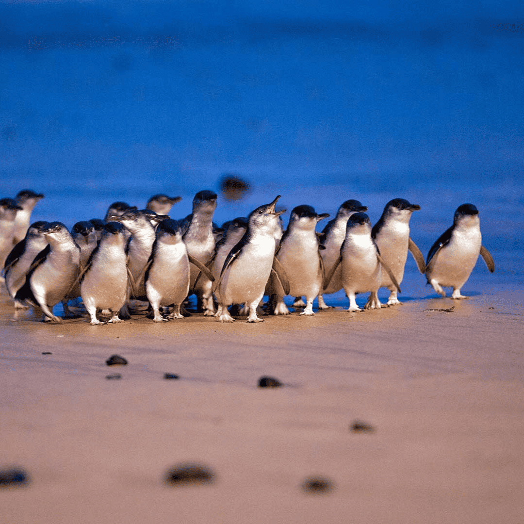 Fairy penguins