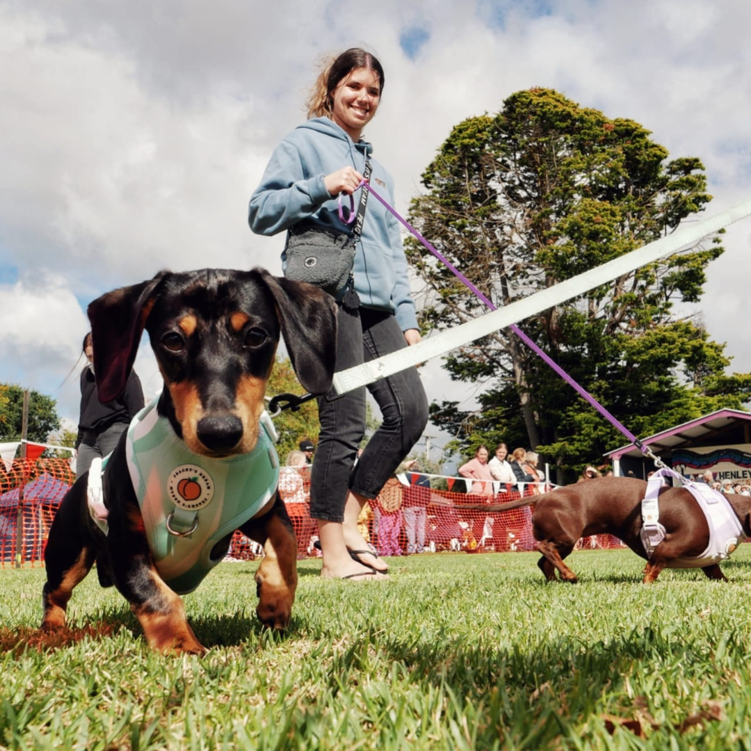 day of the dackel dachshund races edenhope lakeside caravan park kui parks running