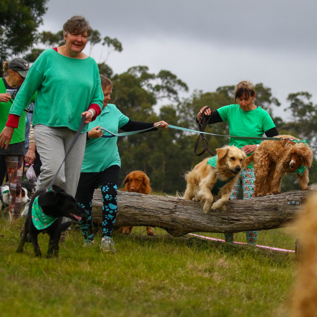 Adventure Dog Lilydale Pine Hill Caravan Park Kui Parks Dog Obstacle Course