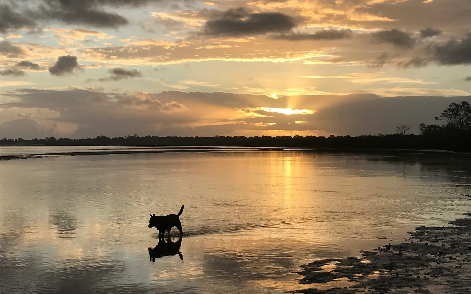 riverside burrum heads kui parks dog
