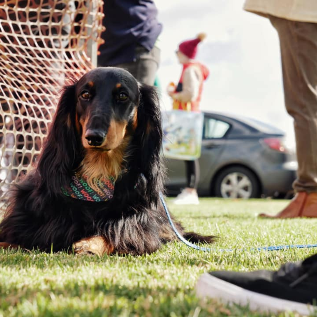 day of the dackel dachshund races edenhope lakeside caravan park kui parks cute dog