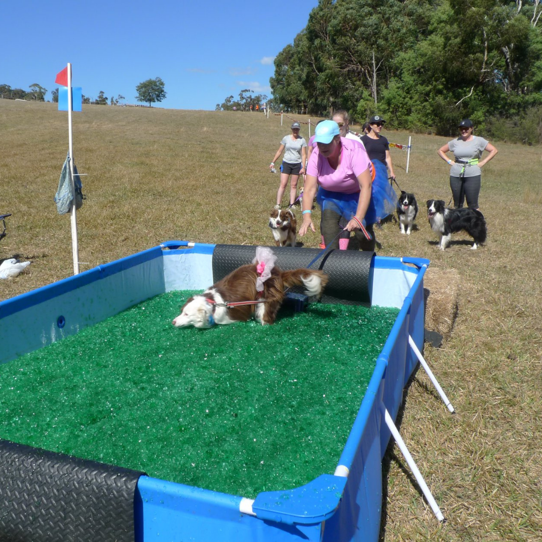 Adventure Dog Lilydale Pine Hill Caravan Park Kui Parks Dog Event