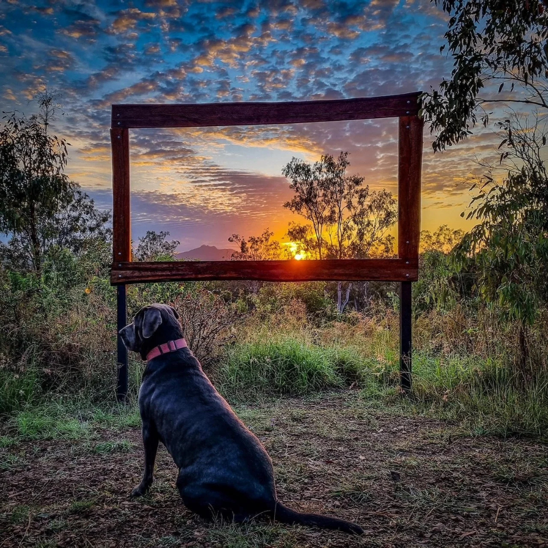 mount larcom tourist park kui parks dog