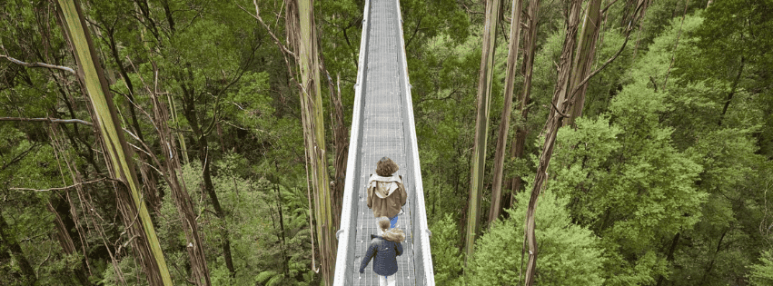 Otway Fly Treetop Adventures