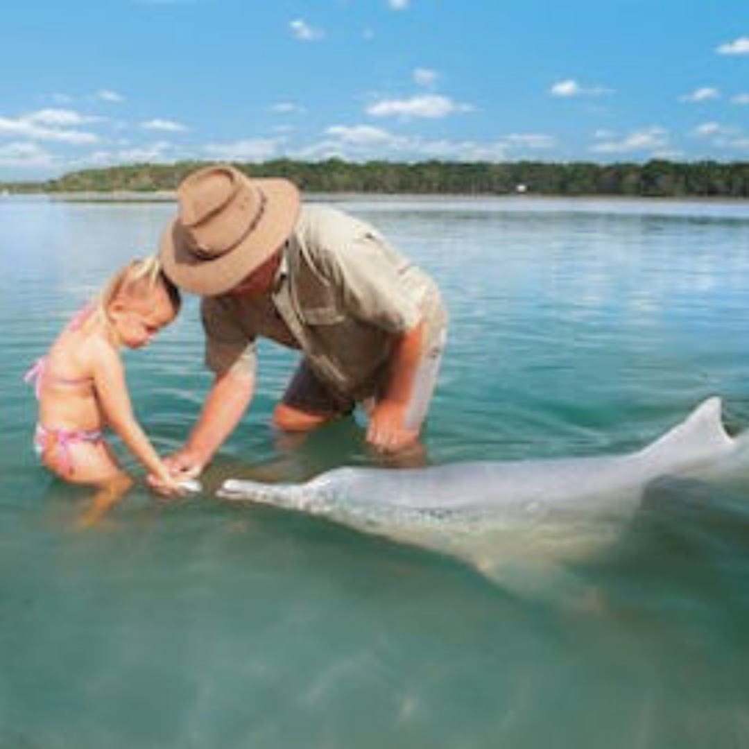 Tin Can Bay Dolphin Watching
