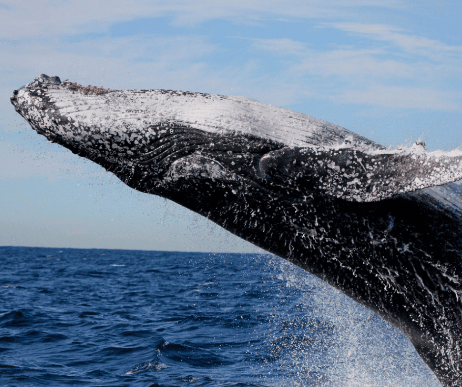 Lake Macquarie Ocean Explorer & Whale Watching