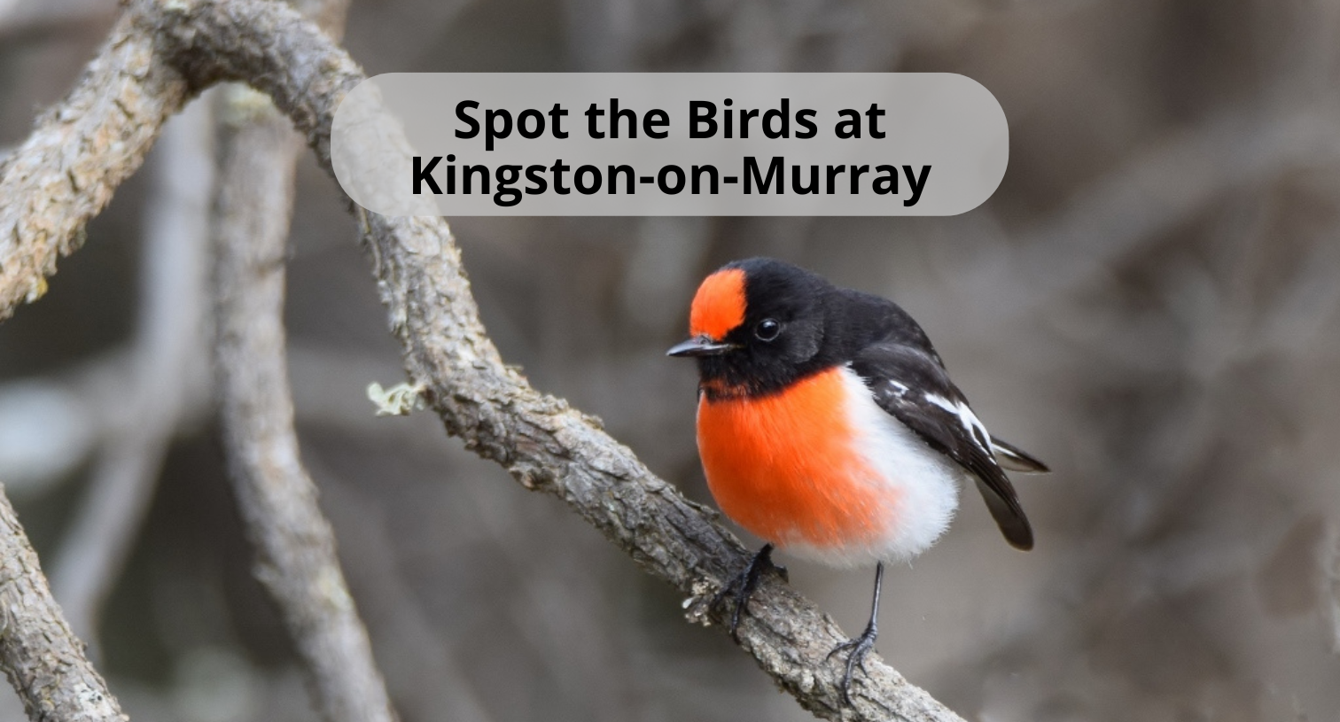 Spot the Birds at Kingston-on-Murray