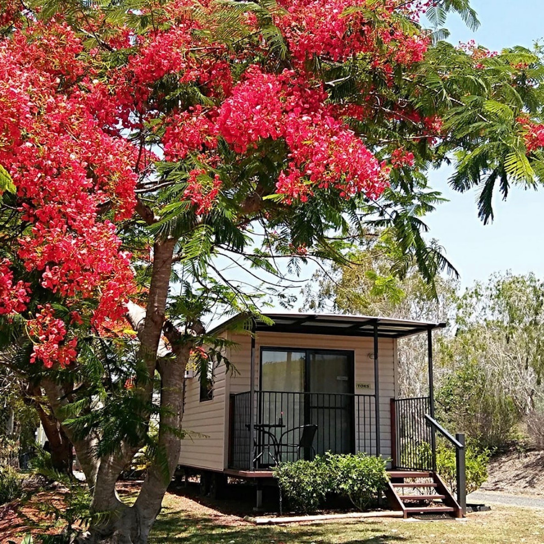 mount larcom tourist park kui parks cabin with tree