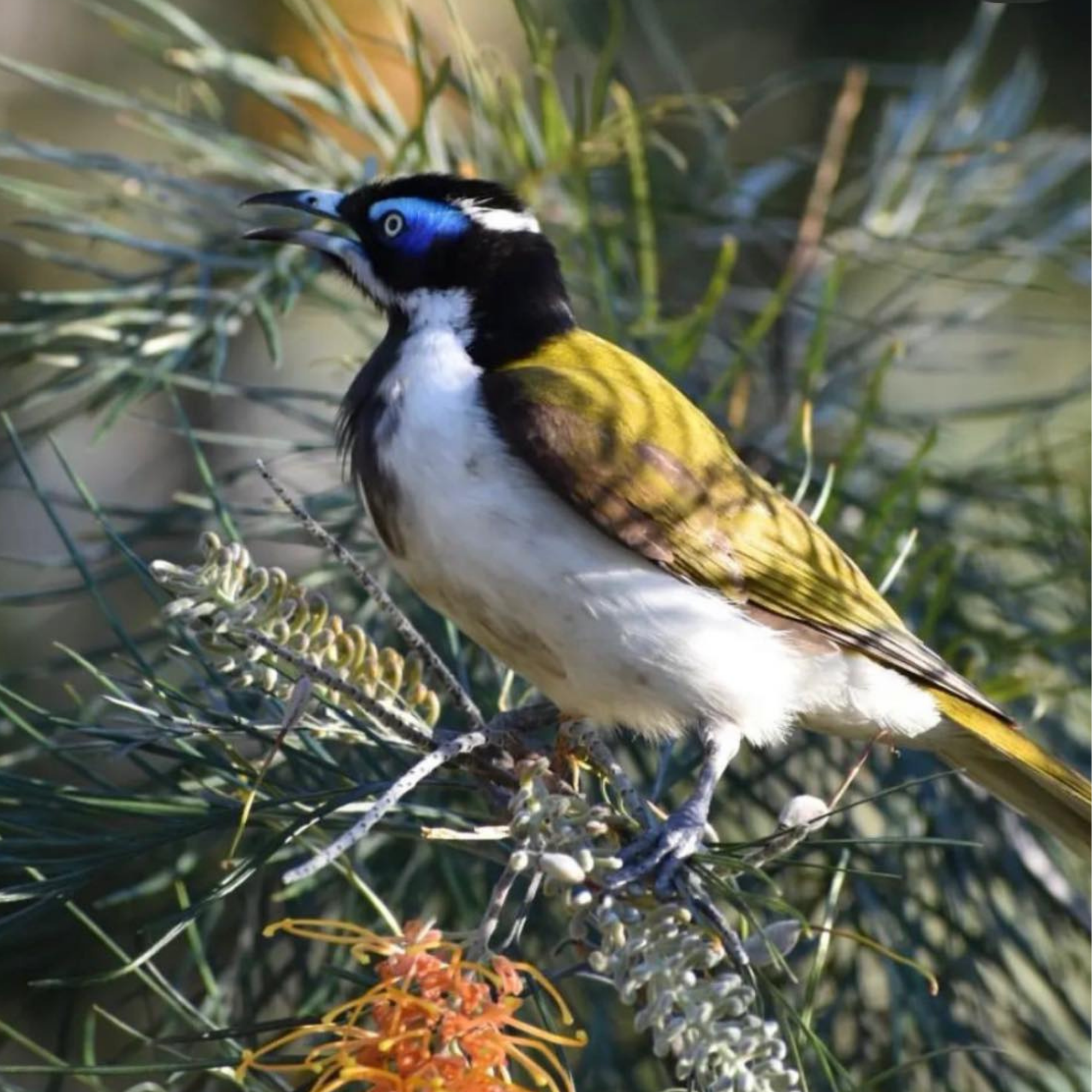 Queensland Road Trip Part 3 Kui Parks Mount Larcom Tourist Park Wildlife Bird