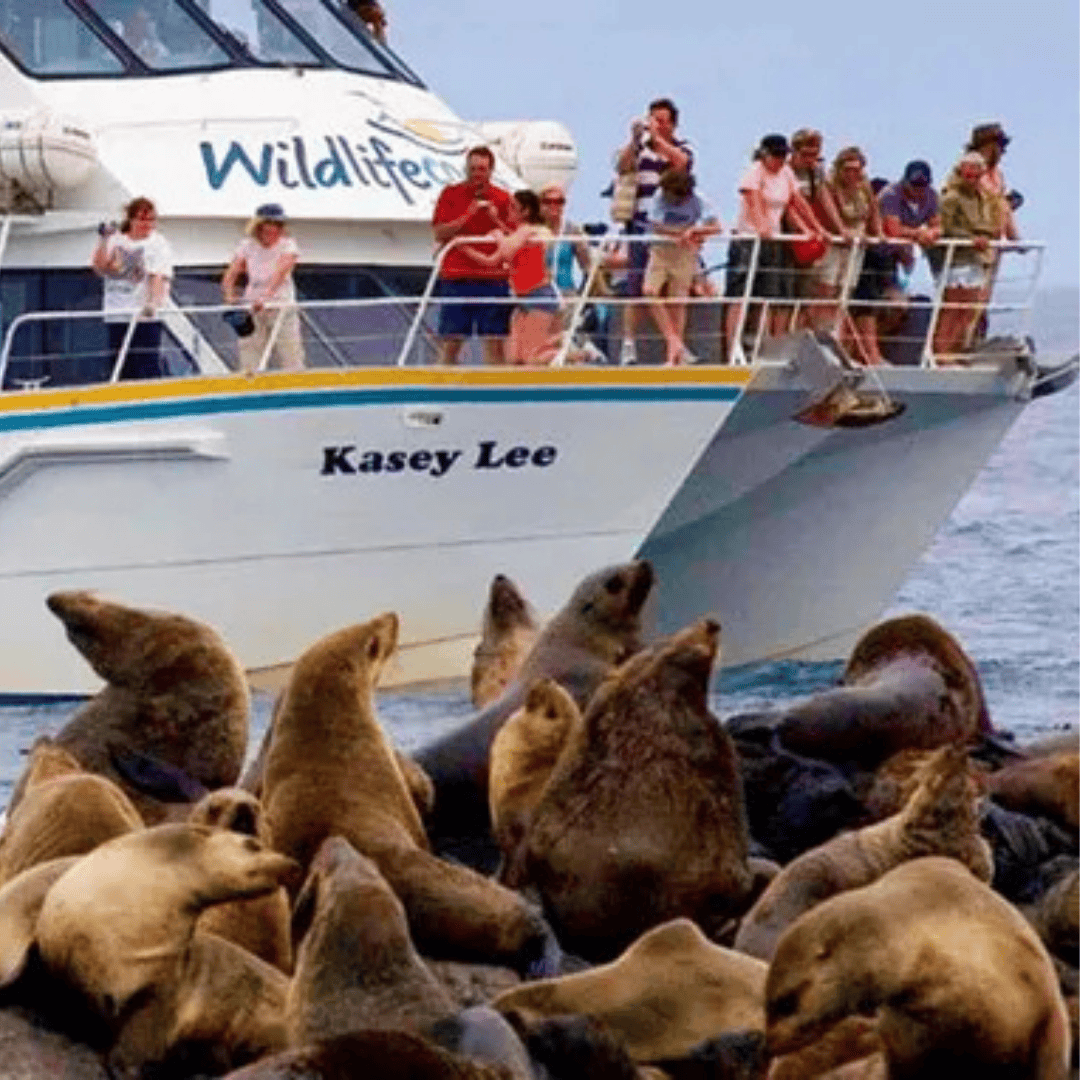 Wildlife Coast Cruises seal-
watching cruise