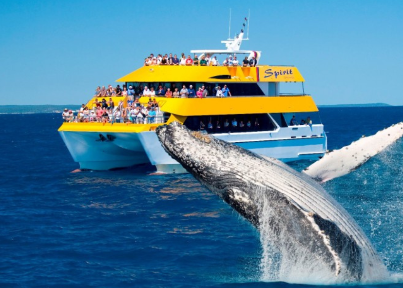 fraser coast kui parks wide bay getaway whale watching
