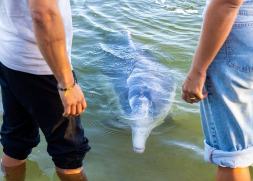 fraser coast Kui_Wide Bay Getaway Dolphins
