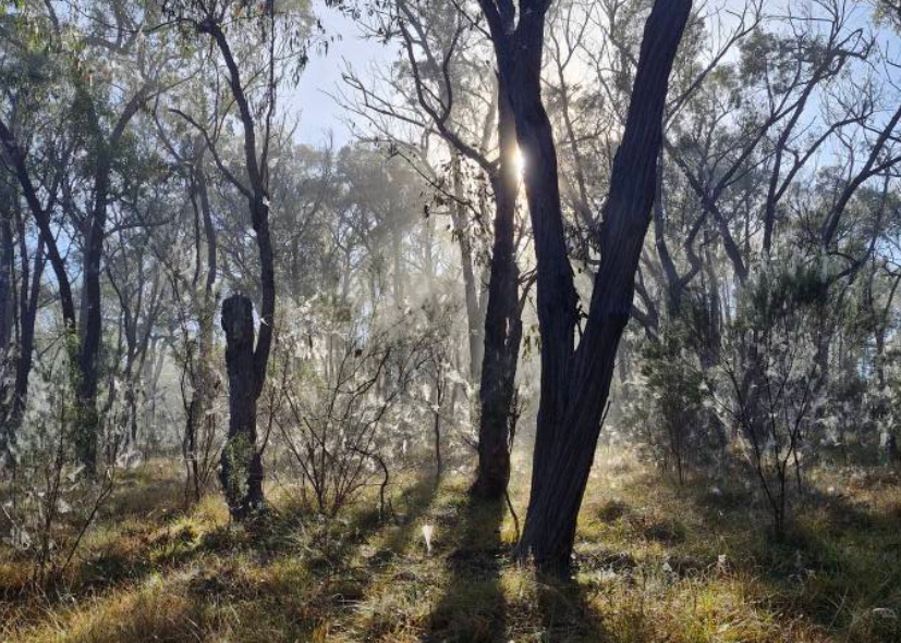 tiny away granite belt stanthorpe kui parks trees