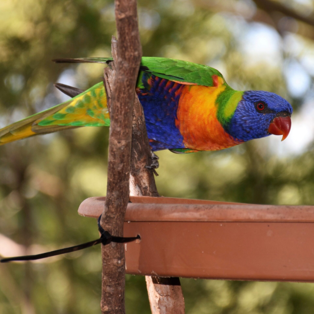 South Burnett Barambah Bush Caravan and Camping Park Kui Parks  Wild Birds
