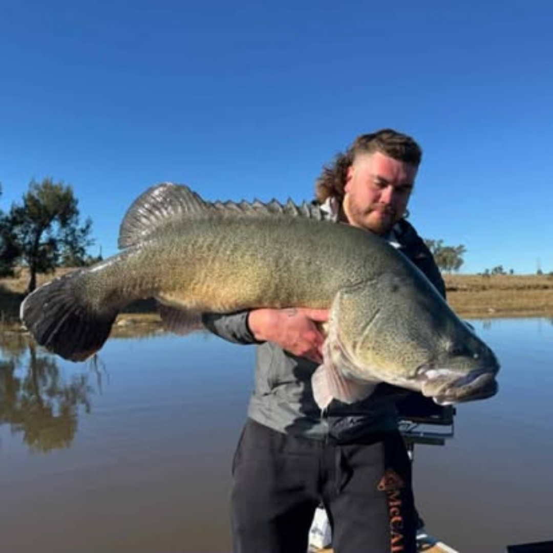 lake leslie tourist park lake leslie dam very large fish