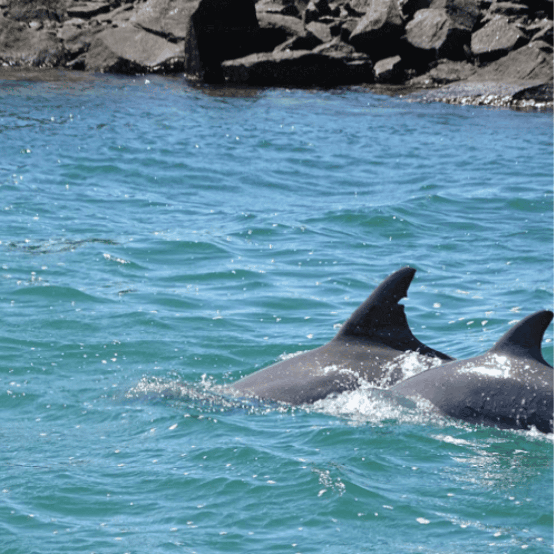 Out of the Blue
Adventures Dolphine