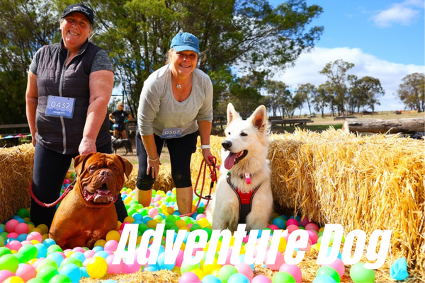 Adventure Dog Lilydale Pine Hill Caravan Park Kui Parks