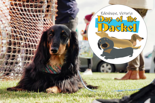 day of the dackel dachshund races edenhope lakeside caravan park kui parks