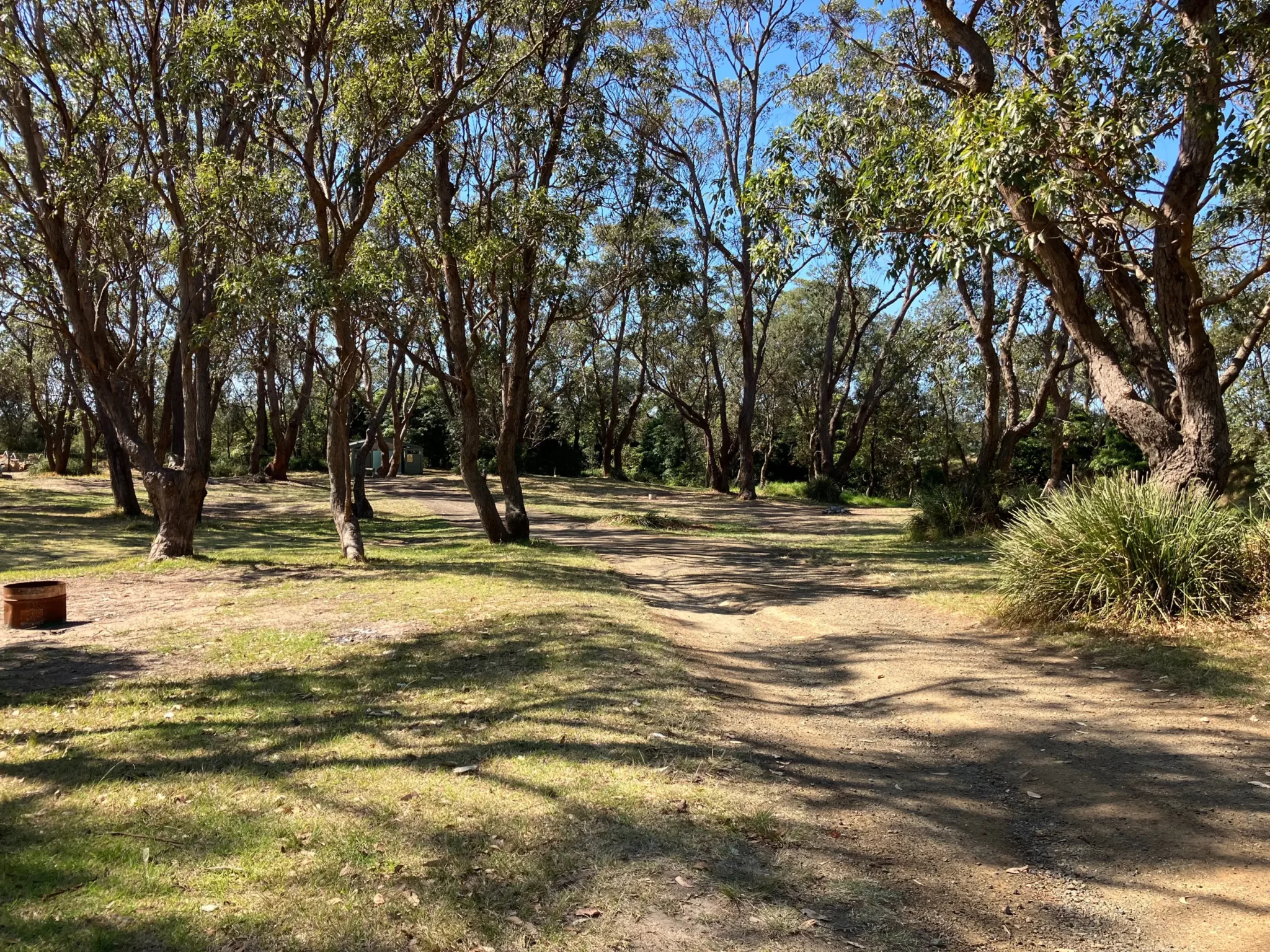 Moruya North Head Campground bush camp area with a dirt track through trees