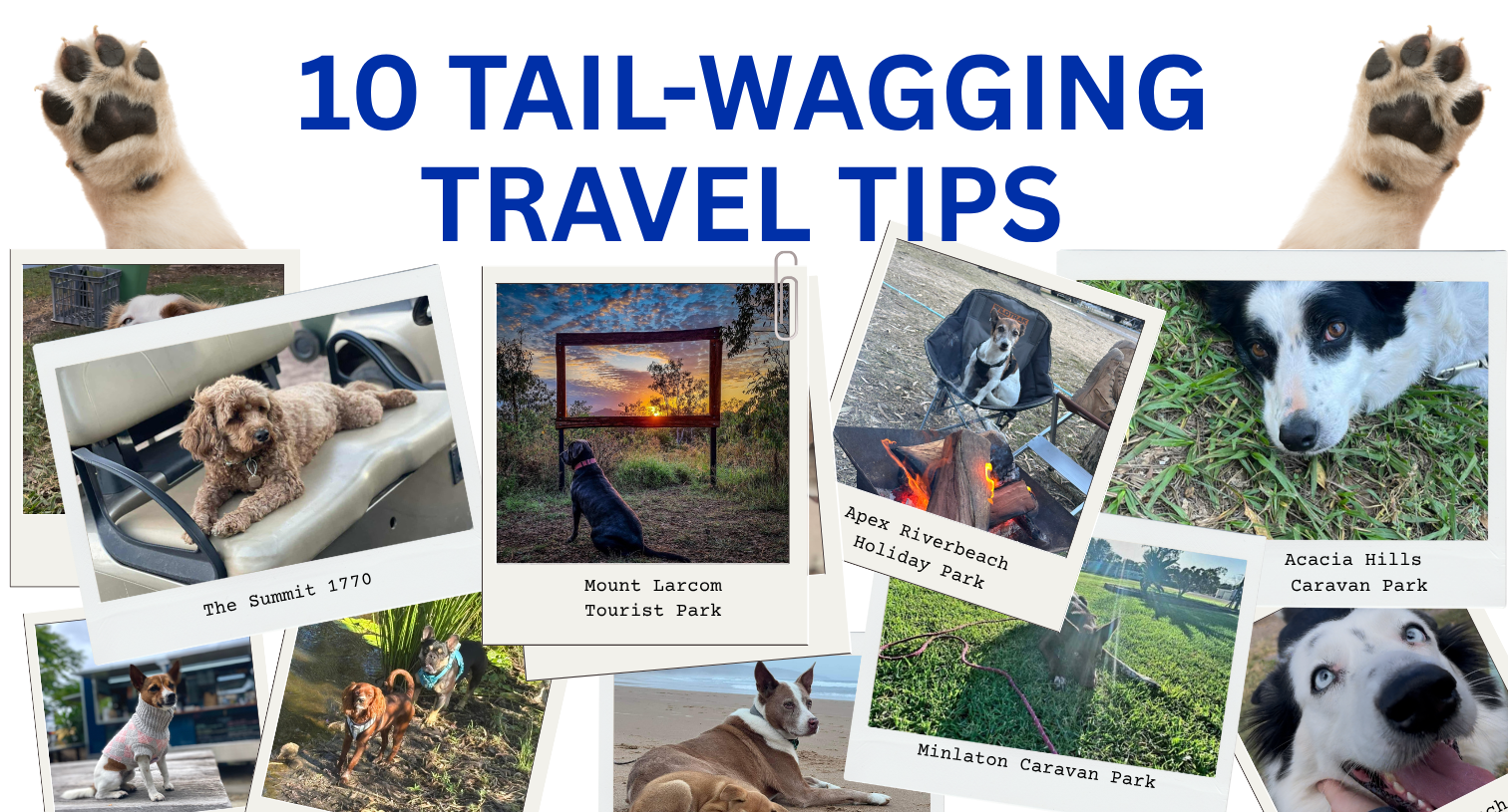 10 Tail-Wagging Travel Tips!