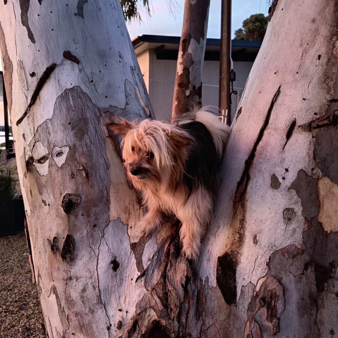 This happy pup found his colour co-ordinated tree and was very happy with it