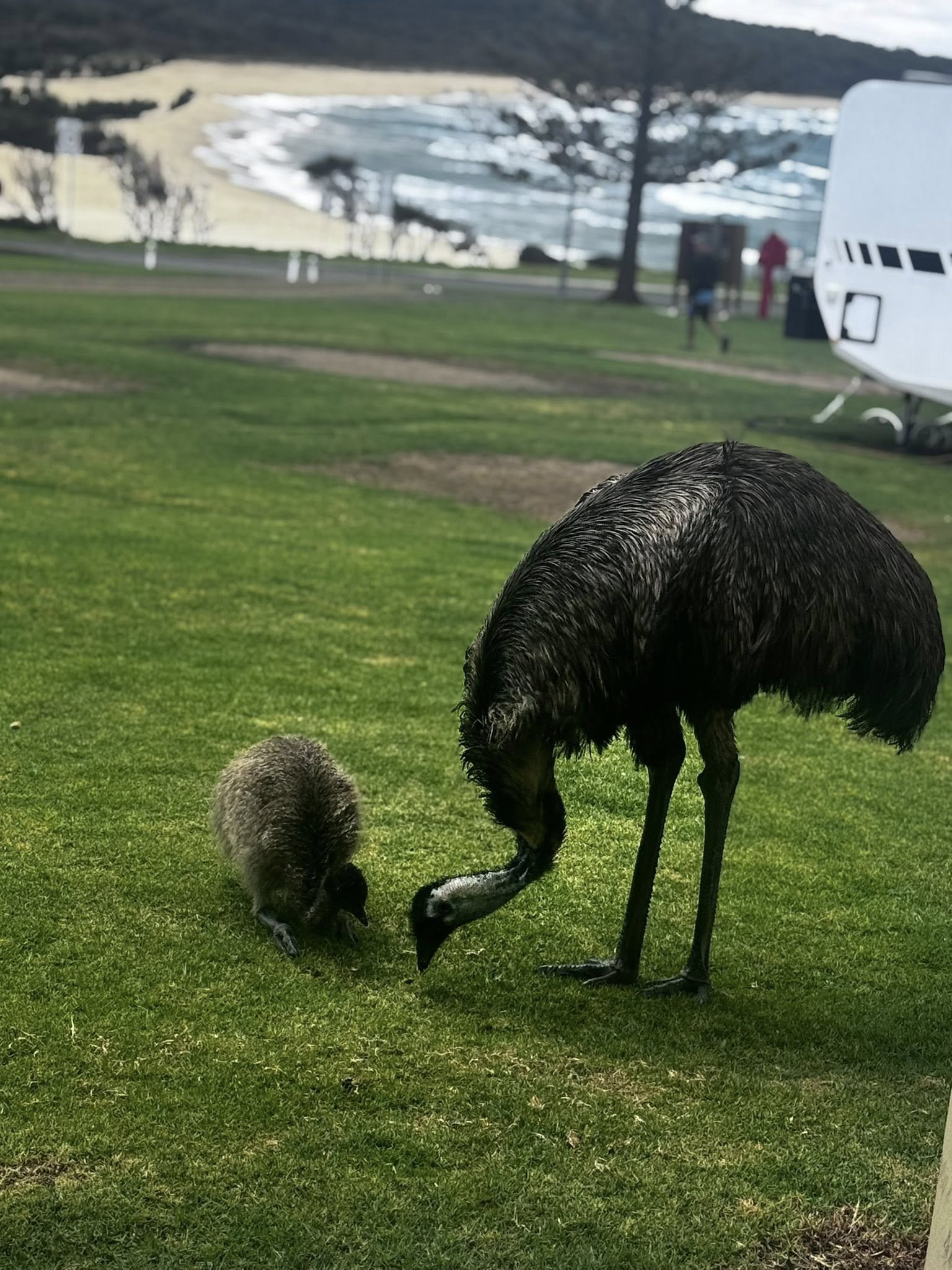 dalmeny campground emu on grassed area with coastline in the background