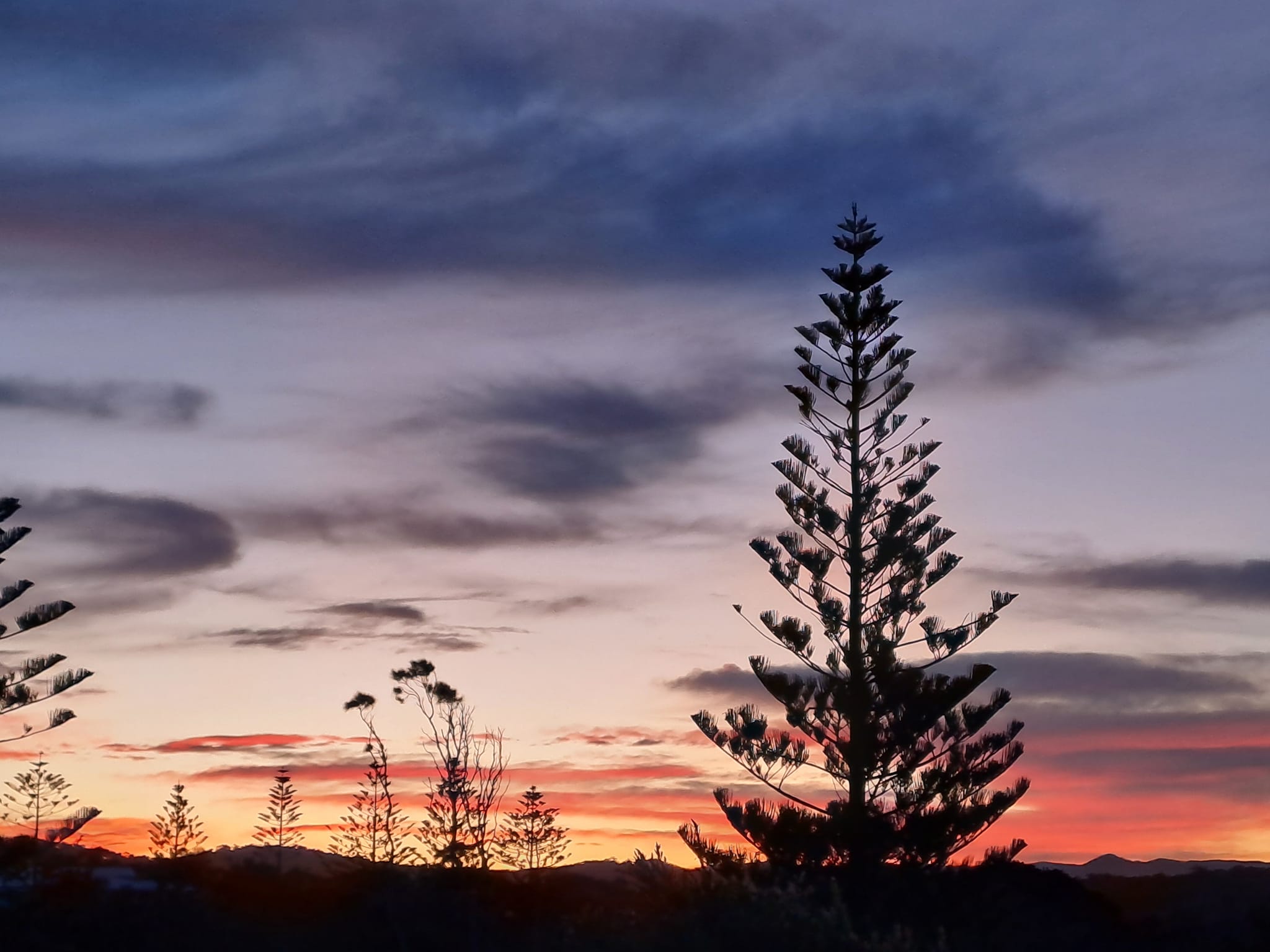 dalmeny campground sunset with orange and pink sky and pine tree