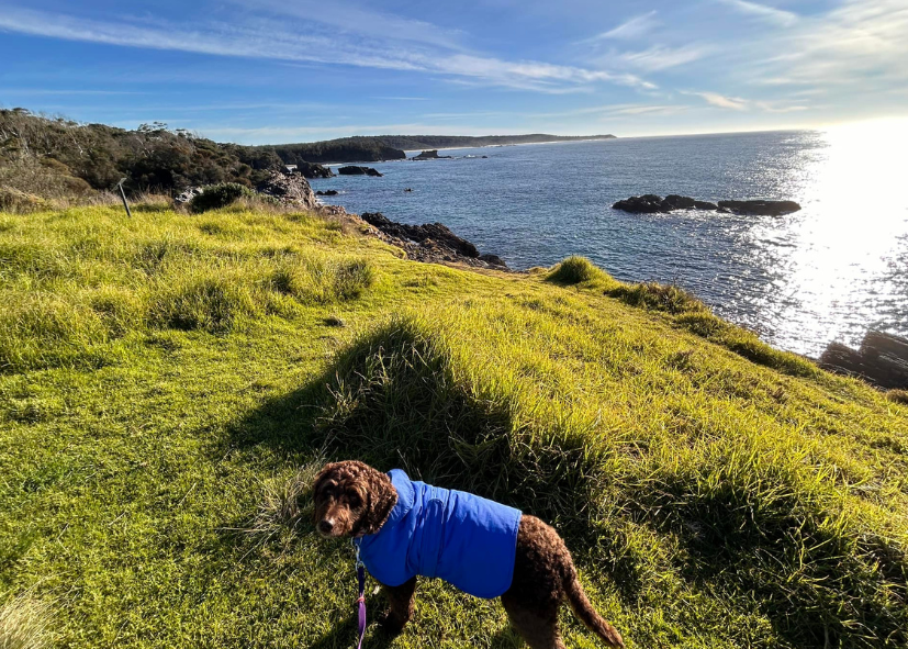 mystery bay campground kui parks dog