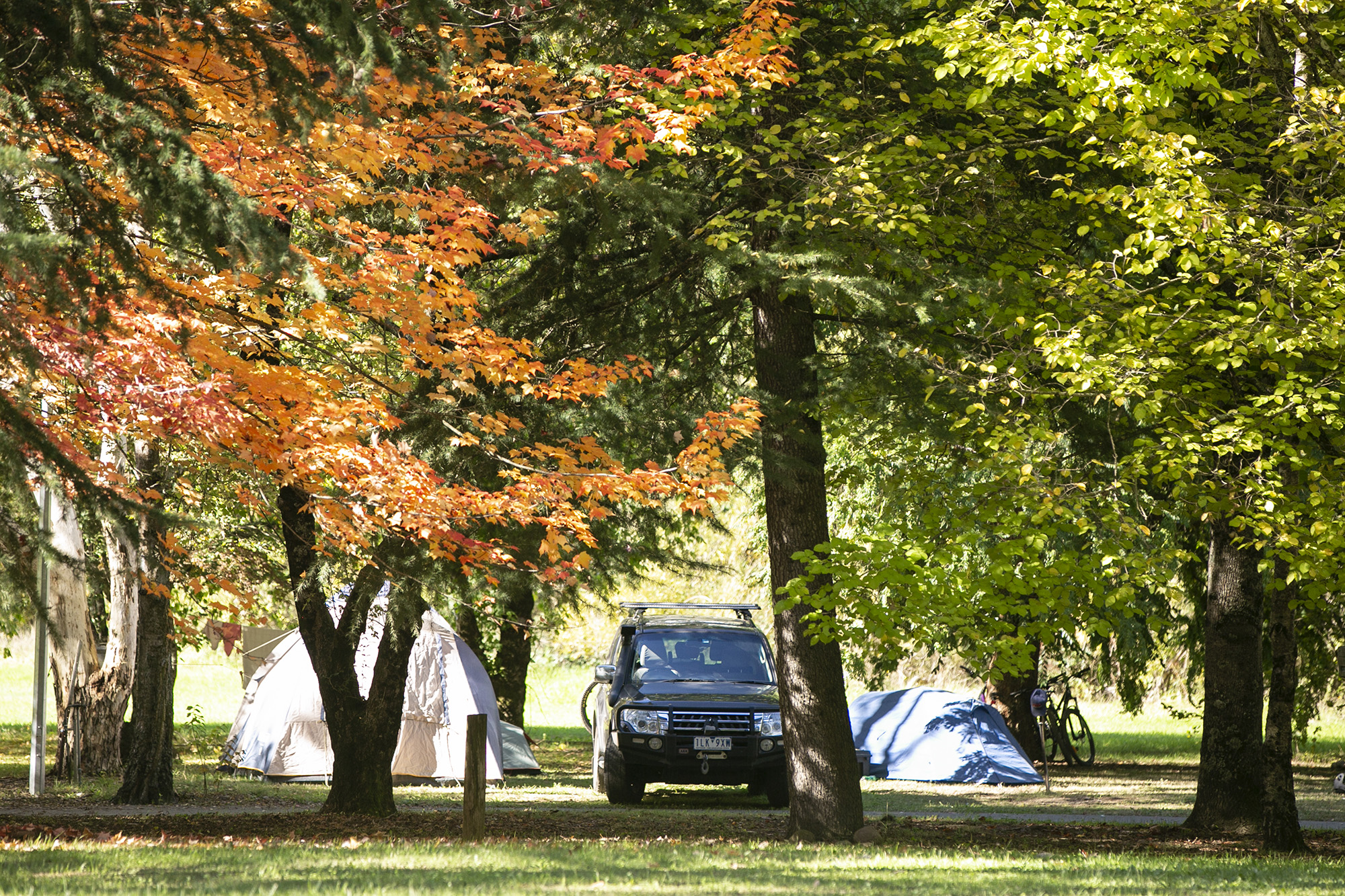 tawonga tourist park tents and a 4wd under large trees one in autumn colours
